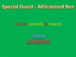 African animals &amp; insects