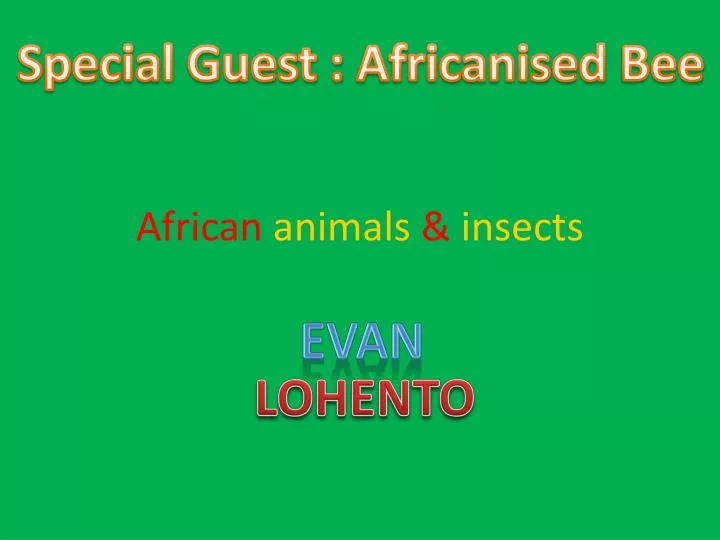 african animals insects