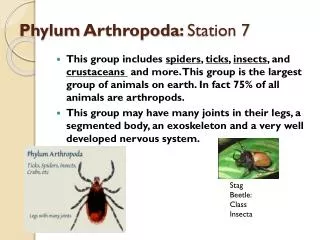 Phylum Arthropoda : Station 7