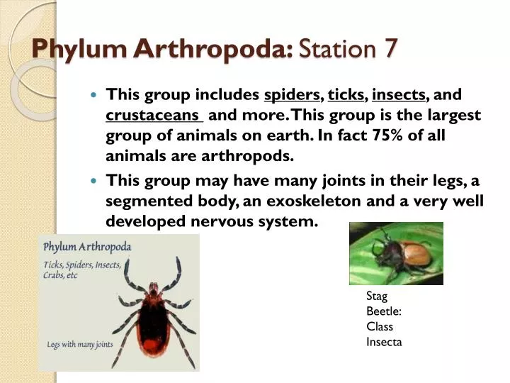 phylum arthropoda station 7