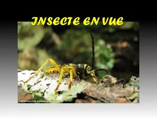 insecte en vue