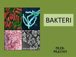 bakteri