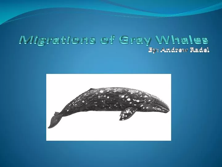 migrations of gray whales