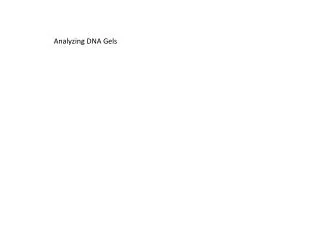 Analyzing DNA Gels