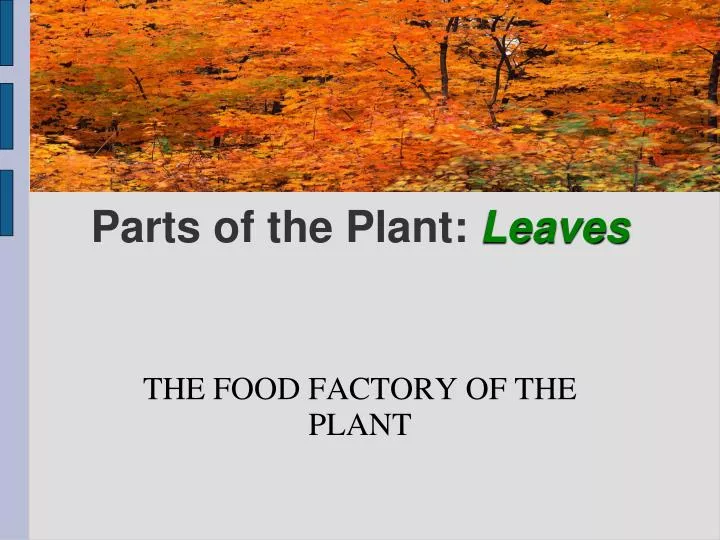 the food factory of the plant