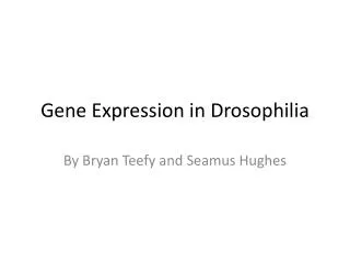 Gene Expression in Drosophilia
