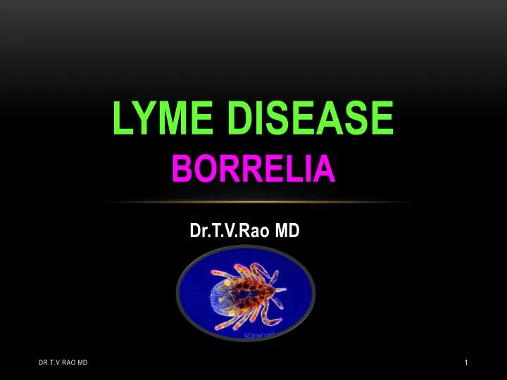 lyme disease borrelia
