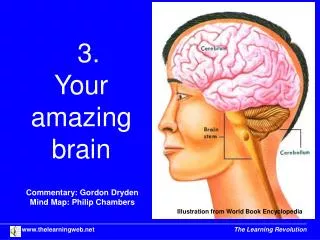 3. Your amazing brain