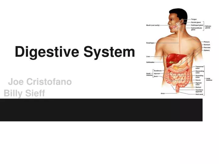 digestive system