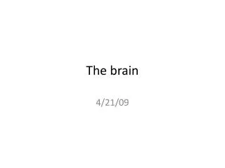 The brain