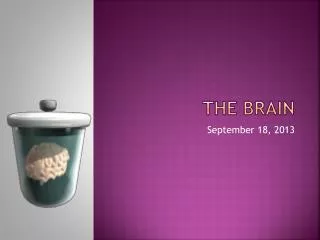 THE BRAIN