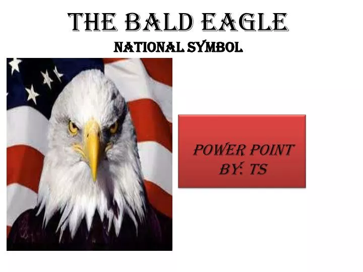 the bald eagle national symbol