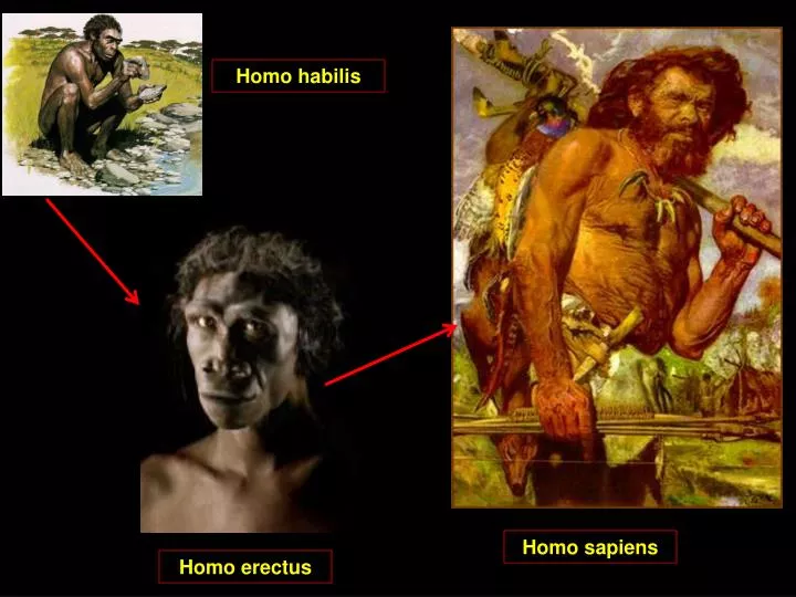 homo habilis homo erectus