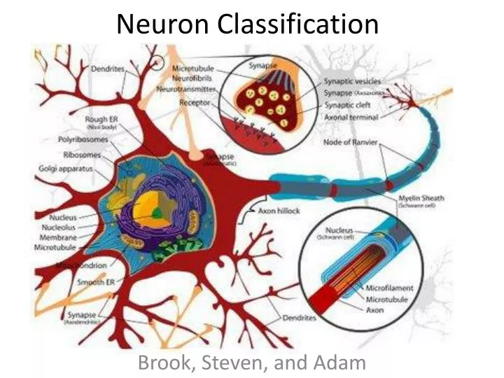 Neuron Classification