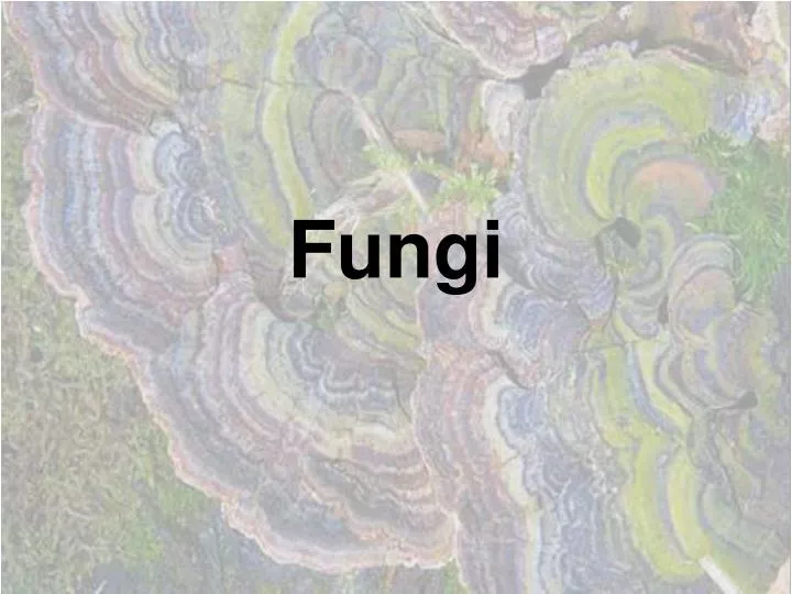 fungi