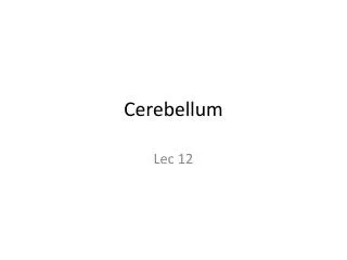 Cerebellum