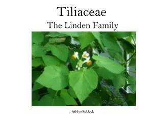 Tiliaceae The Linden Family