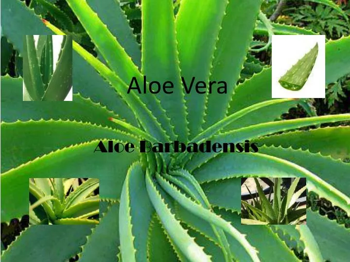 aloe vera