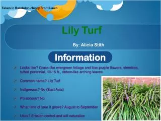 Lily Turf By: Alicia Stith