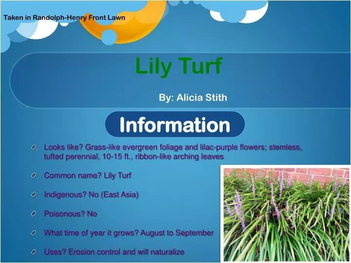 lily turf by alicia stith