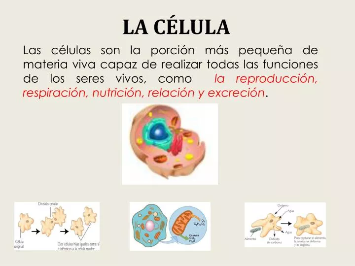 PPT - LA CÉLULA PowerPoint Presentation, Free Download - ID:2026545