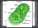 CLOROPLASTOS - slide 1