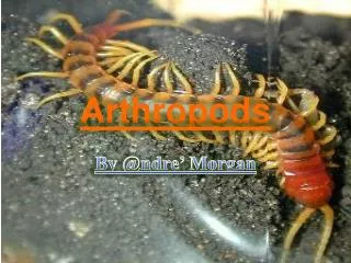 Arthropods