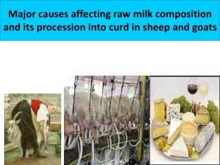 Major causes affecting raw milk composition and its procession into curd in sheep and goats