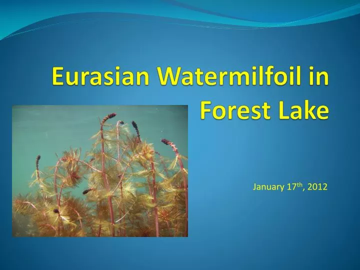 eurasian watermilfoil in forest lake