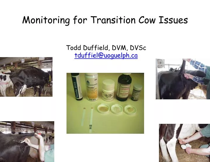 monitoring for transition cow issues