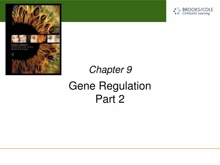 gene regulation part 2