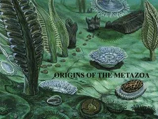 ORIGINS OF THE METAZOA