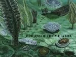 ORIGINS OF THE METAZOA - slide 1