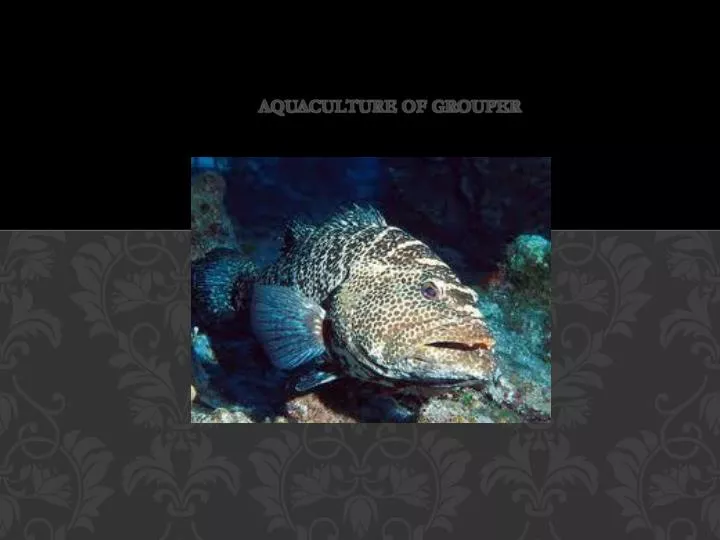 aquaculture of grouper