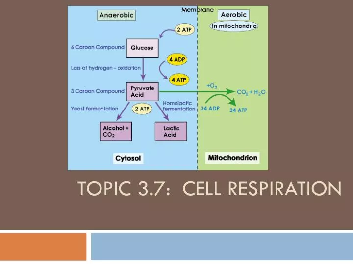 topic 3 7 cell respiration