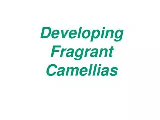 Developing Fragrant Camellias