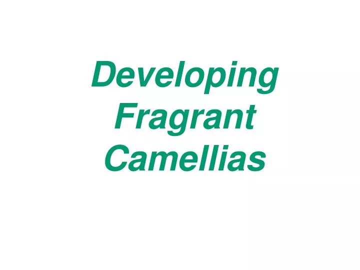 developing fragrant camellias