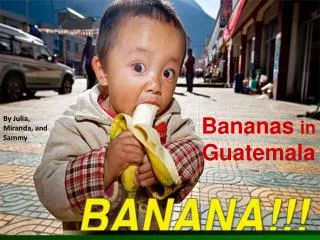 Bananas in Guatemala