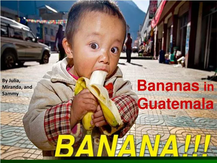 bananas in guatemala