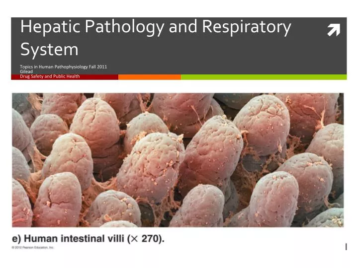 hepatic pathology and respiratory system