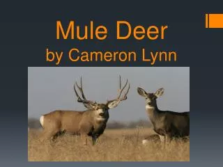 Mule Deer by Cameron Lynn
