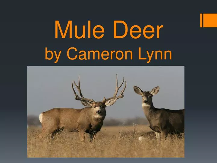 mule deer by cameron lynn