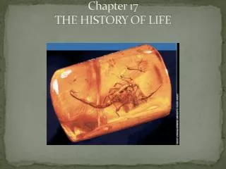 Chapter 17 THE HISTORY OF LIFE