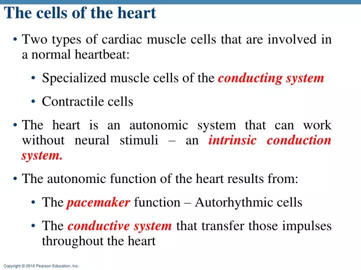 the cells of the heart