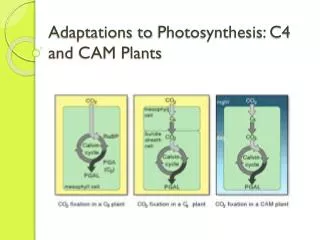 Adaptations to Photosynthesis: C4 and CAM Plants