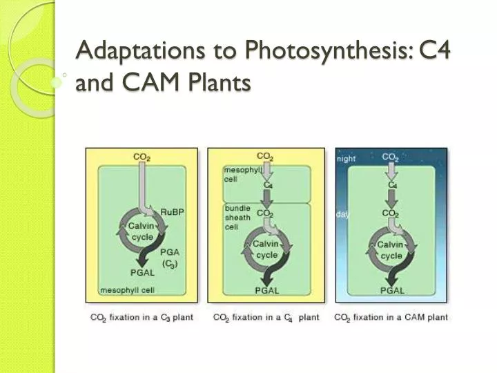 adaptations to photosynthesis c4 and cam plants