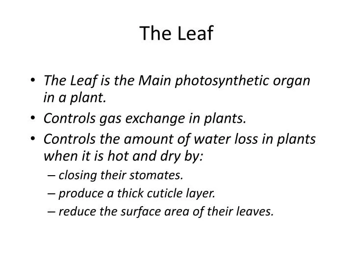 the leaf