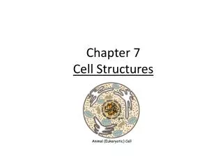 Chapter 7 Cell Structures