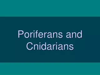 Poriferans and Cnidarians