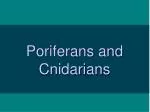 Poriferans and Cnidarians - slide 1
